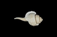 藏品(深溝象法螺)的圖片